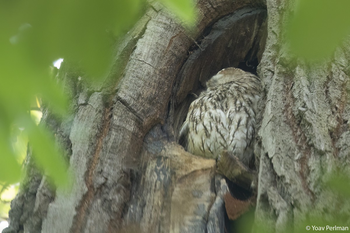 Tawny Owl - ML620167737