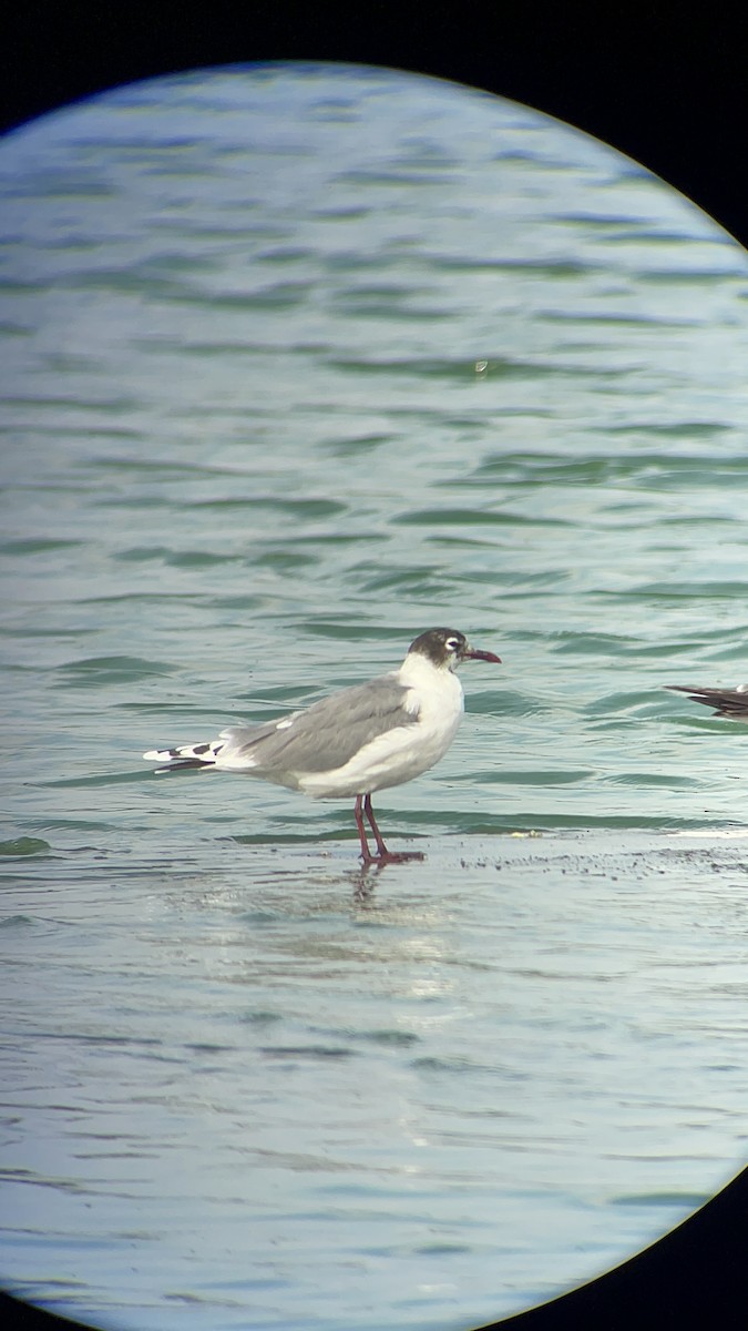 Gaviota Pipizcan - ML620167743