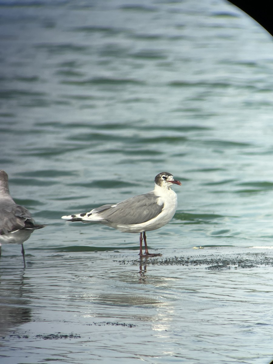 Franklin's Gull - ML620167745