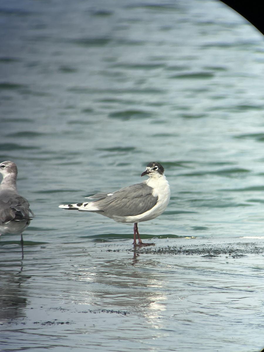 Franklin's Gull - ML620167746