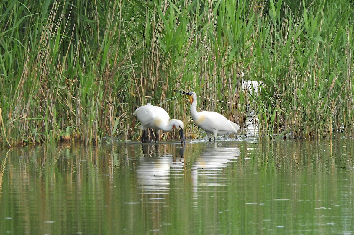 Eurasian Spoonbill - ML620167750