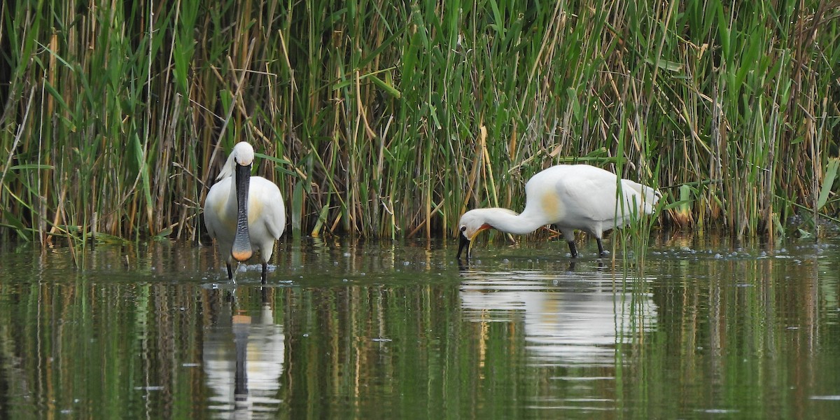 Eurasian Spoonbill - ML620167756