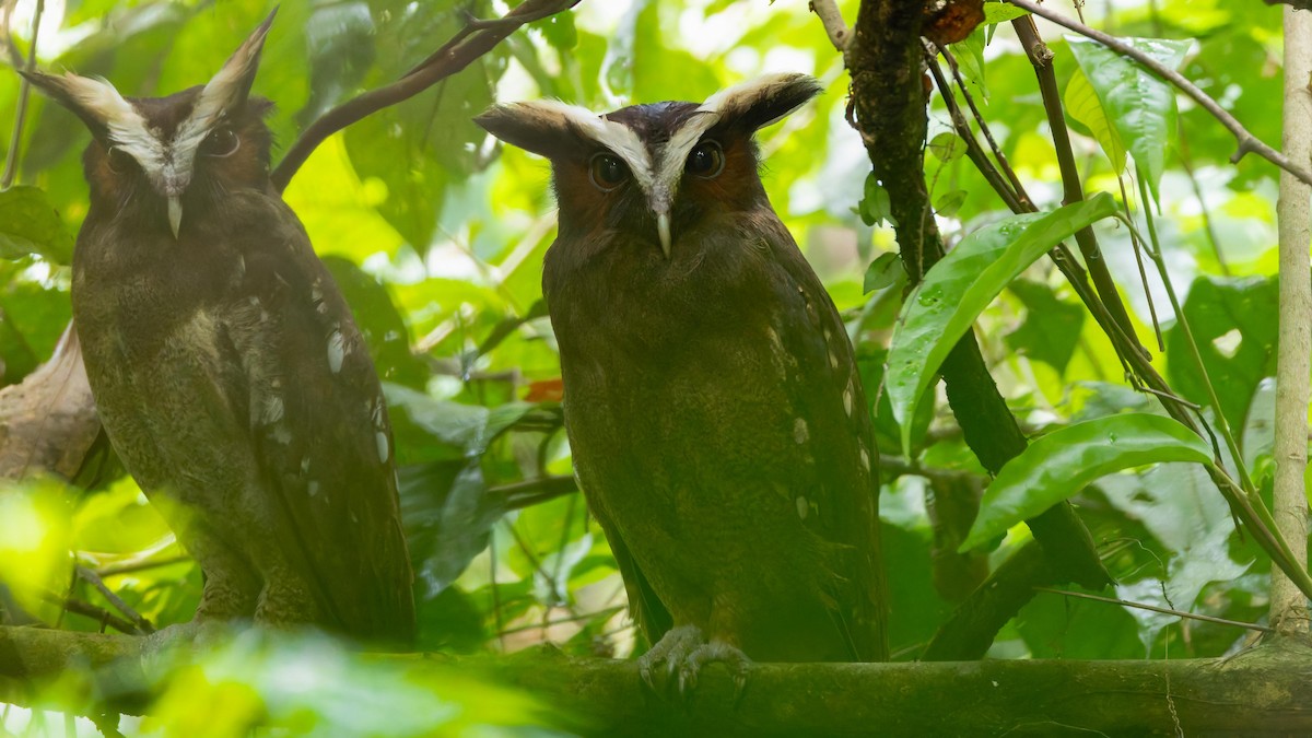 Crested Owl - ML620167757