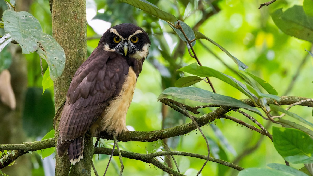 Spectacled Owl - ML620167762