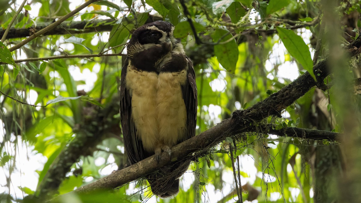 Spectacled Owl - ML620167763