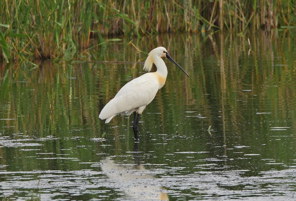 Eurasian Spoonbill - ML620167766