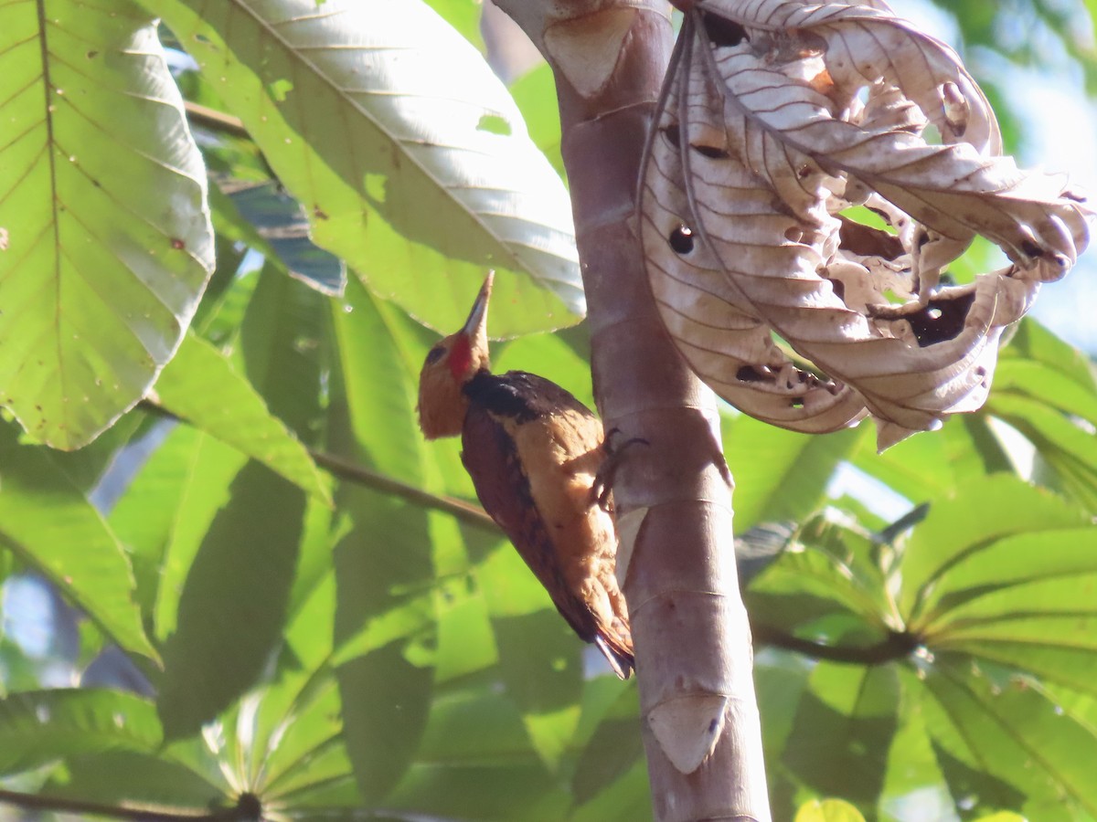 Ringed Woodpecker - ML620167767