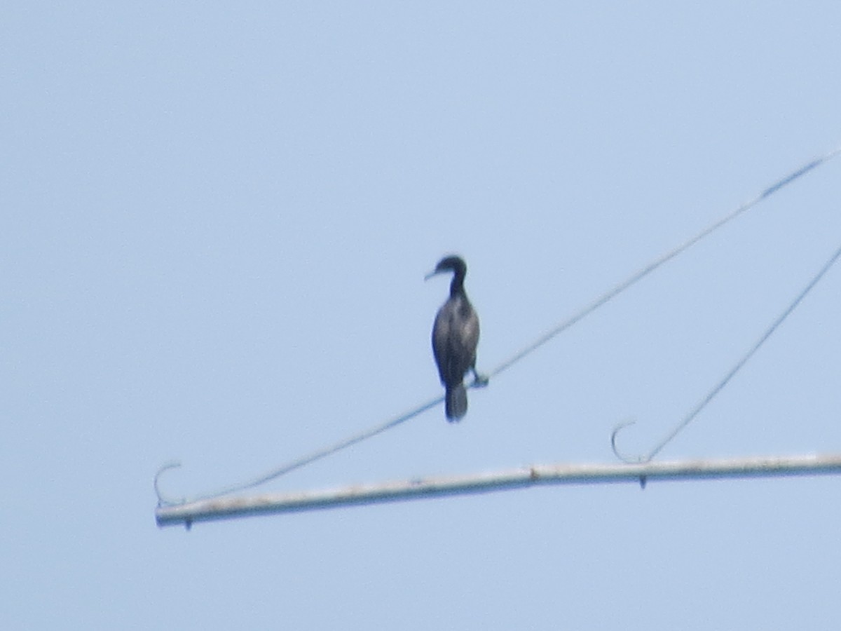 Cormoran à aigrettes - ML620167779