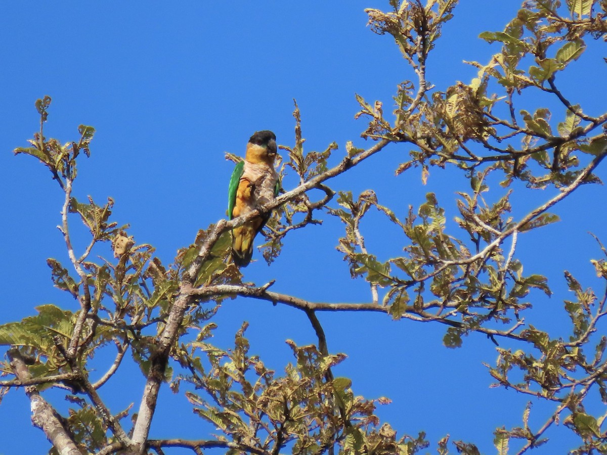 Black-headed Parrot - ML620167786