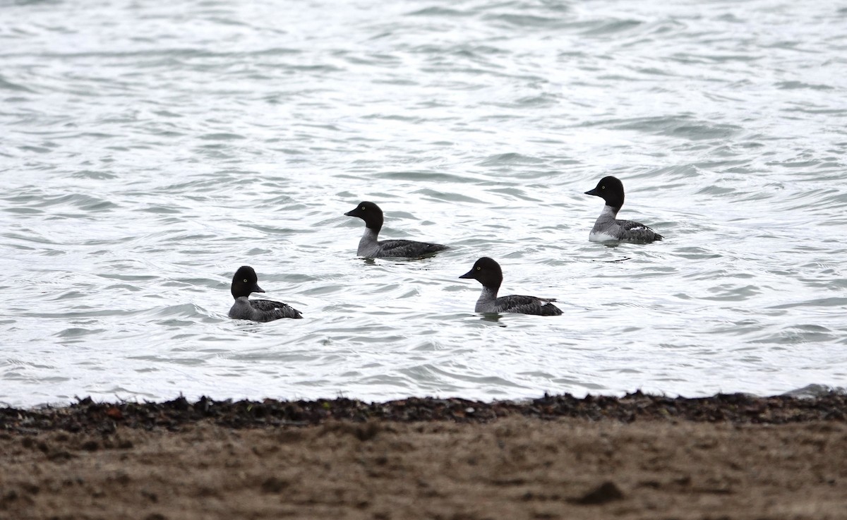 Common Goldeneye - ML620167790