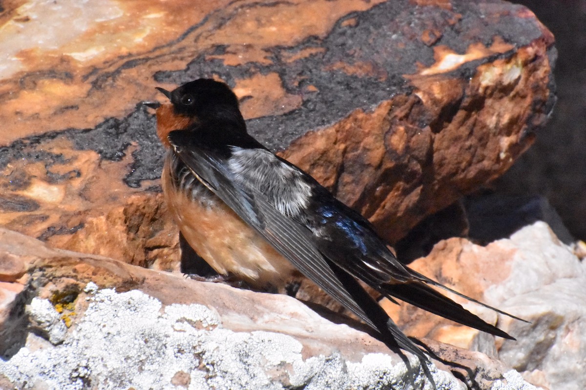 Barn Swallow - ML620167793