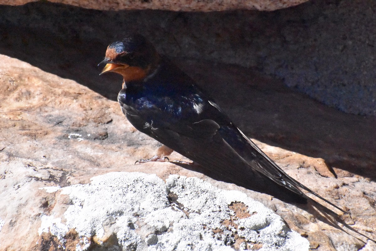 Barn Swallow - ML620167794