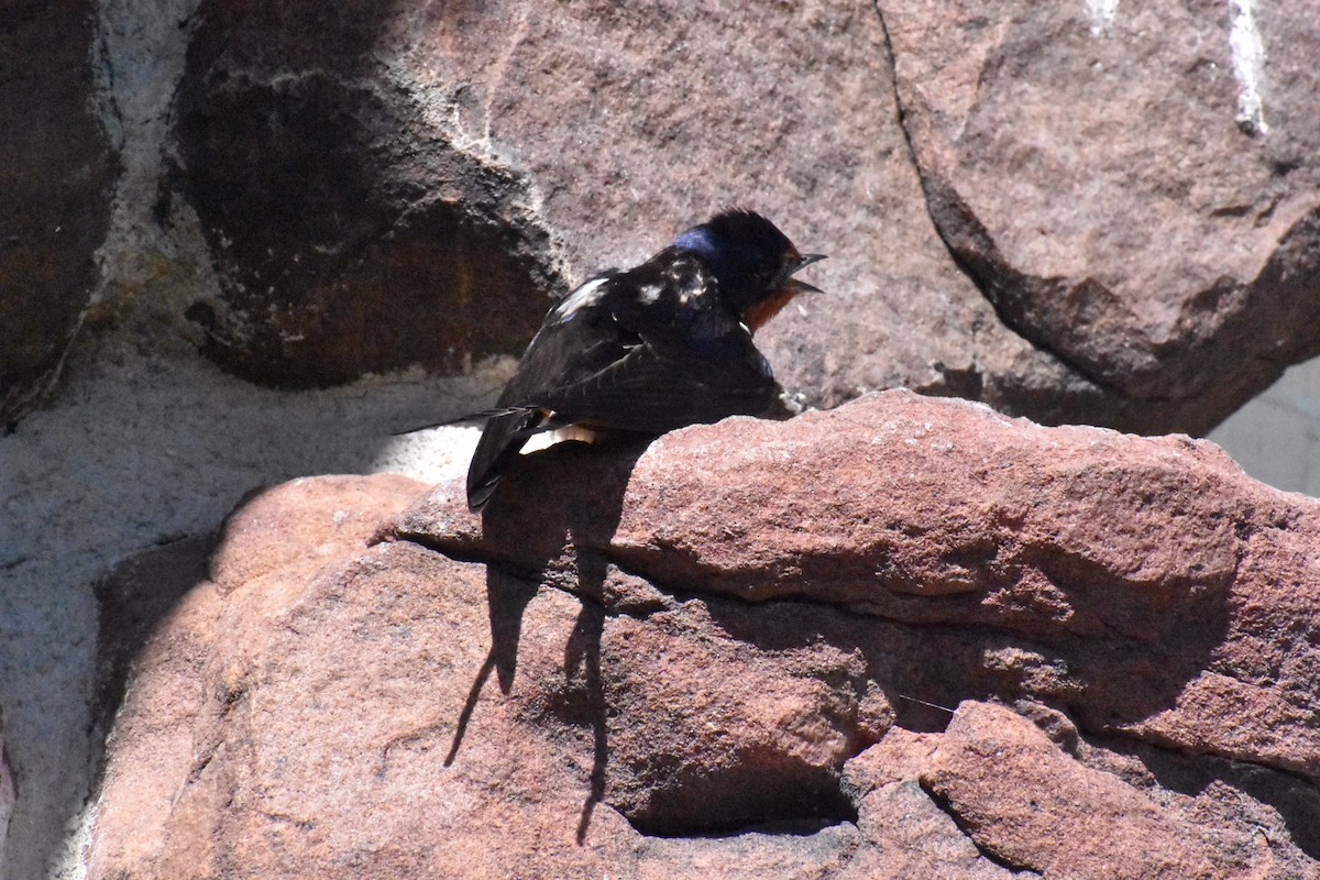 Barn Swallow - ML620167796