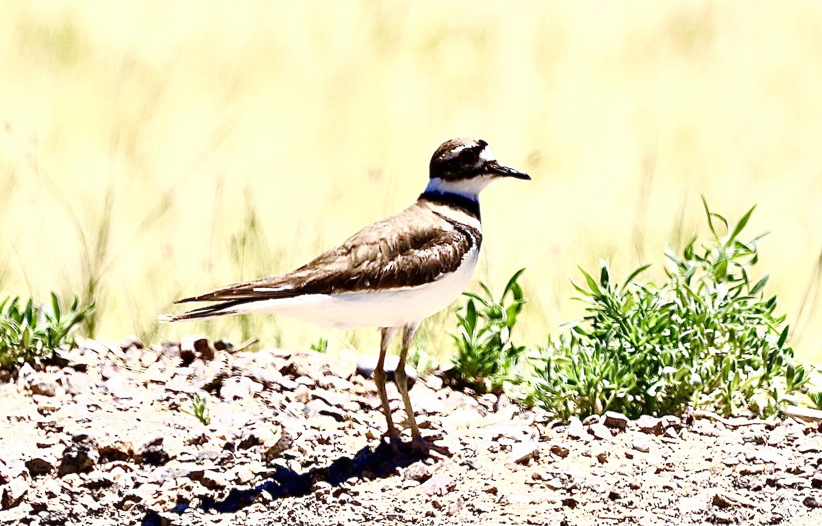 Killdeer - ML620167798