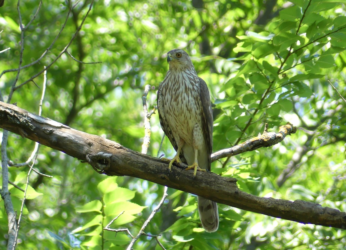 Cooper's Hawk - ML620167800