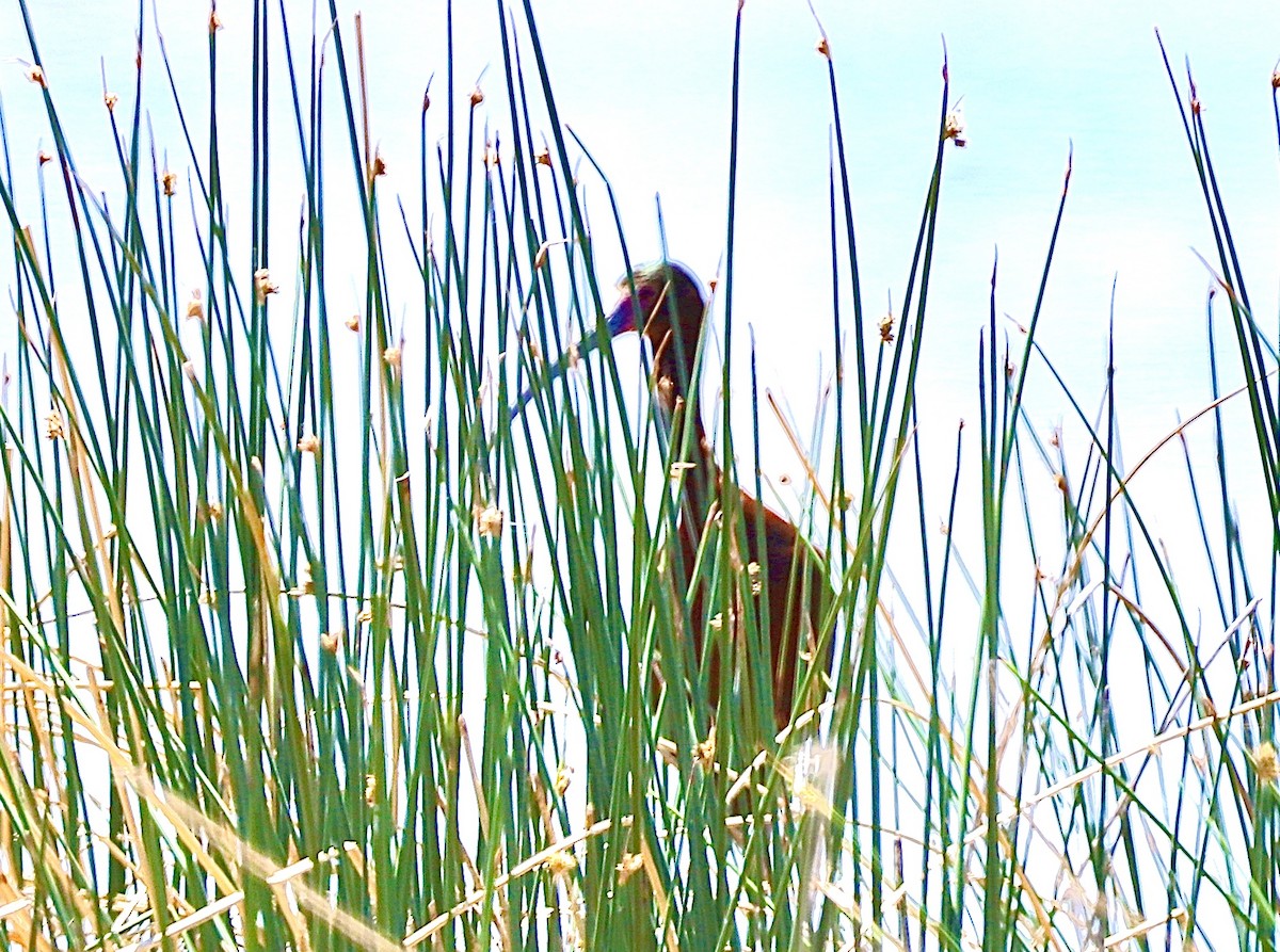 White-faced Ibis - ML620167801