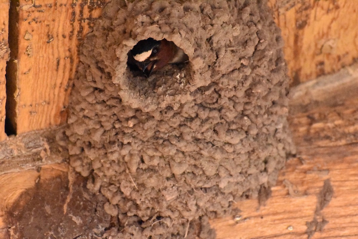 Cliff Swallow - ML620167803