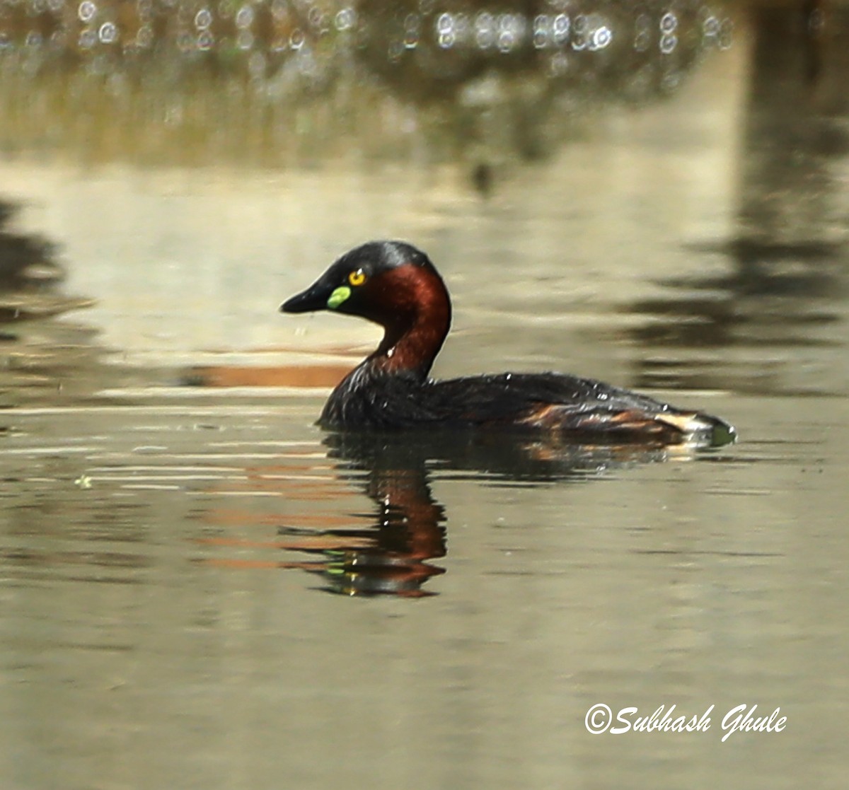 Little Grebe - ML620167811