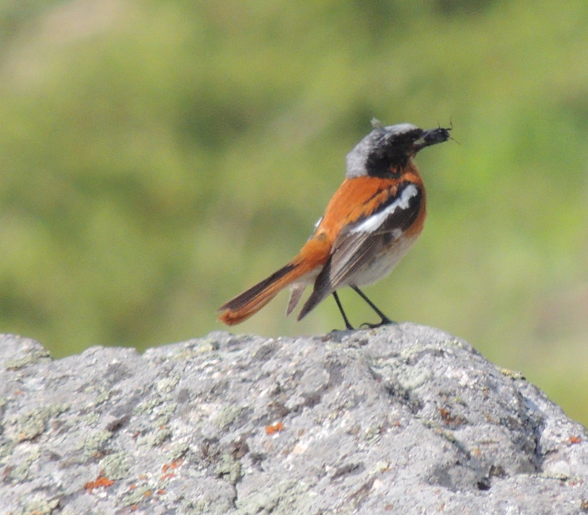 Rufous-backed Redstart - ML620167820