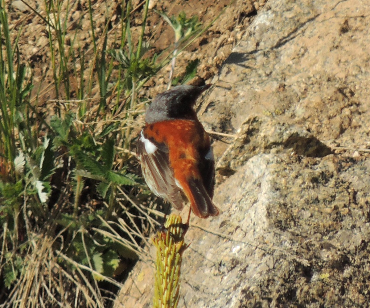 Rufous-backed Redstart - ML620167821