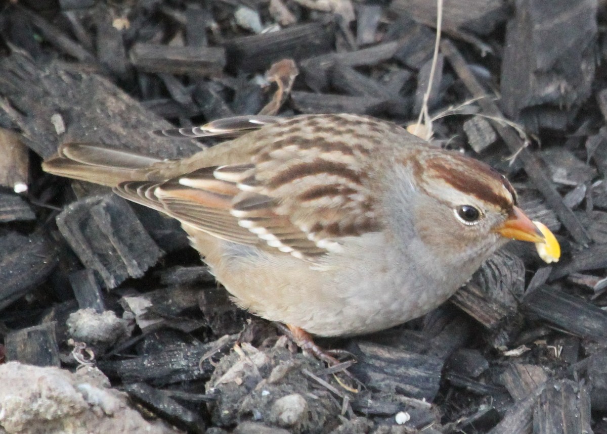 Golden-crowned Sparrow - ML620167822