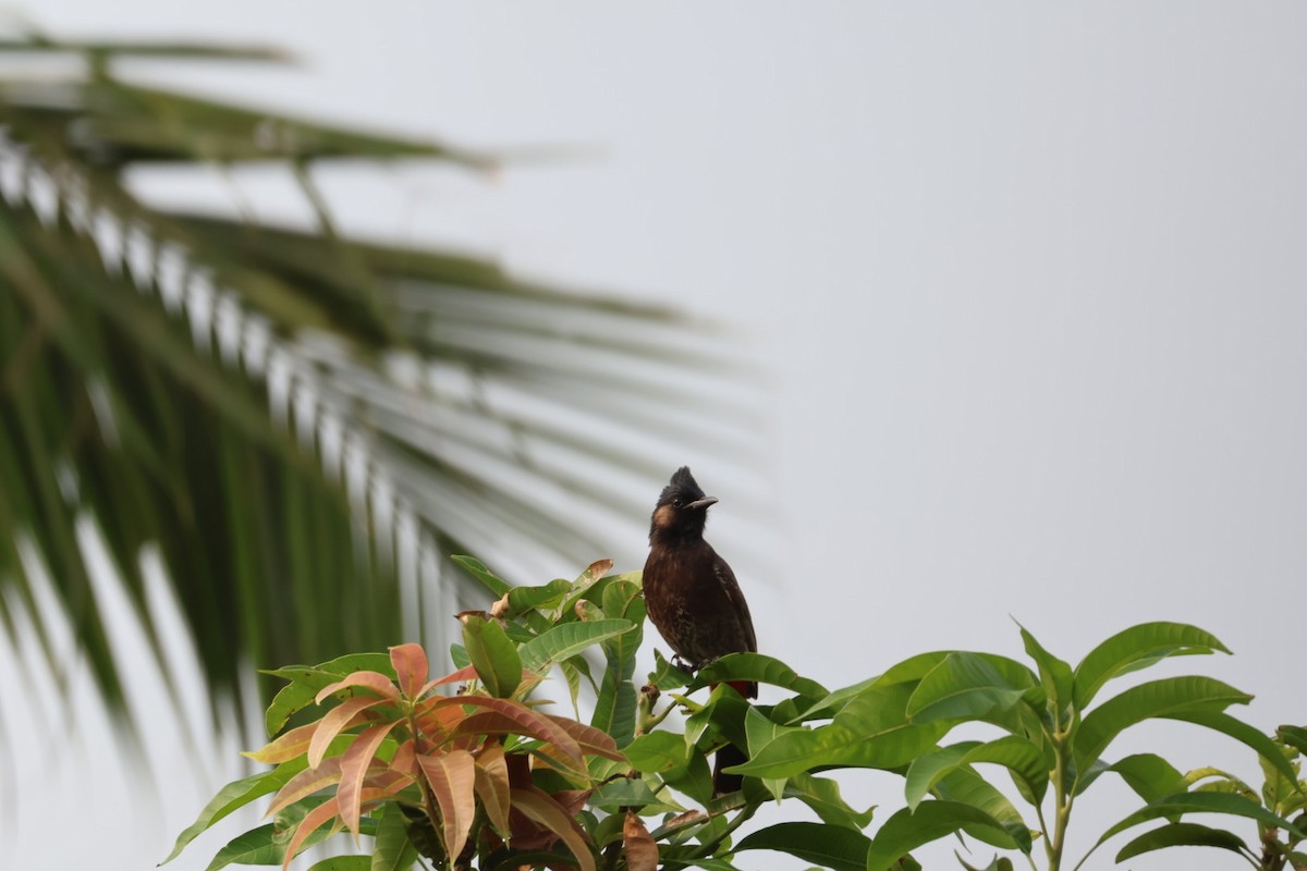 Bulbul à ventre rouge - ML620167825