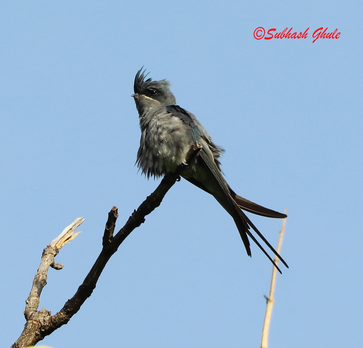 Crested Treeswift - ML620167828