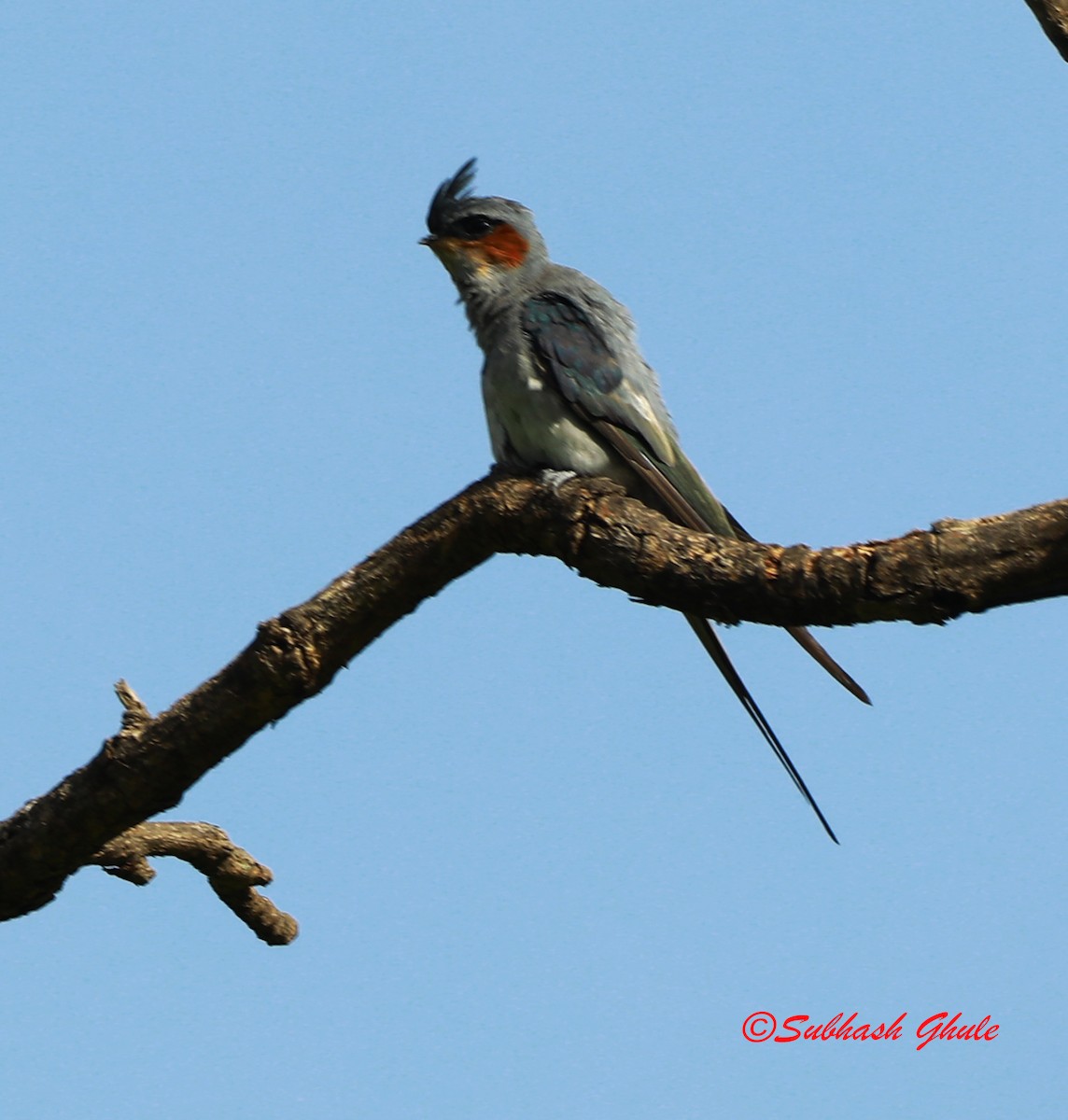 Crested Treeswift - ML620167831