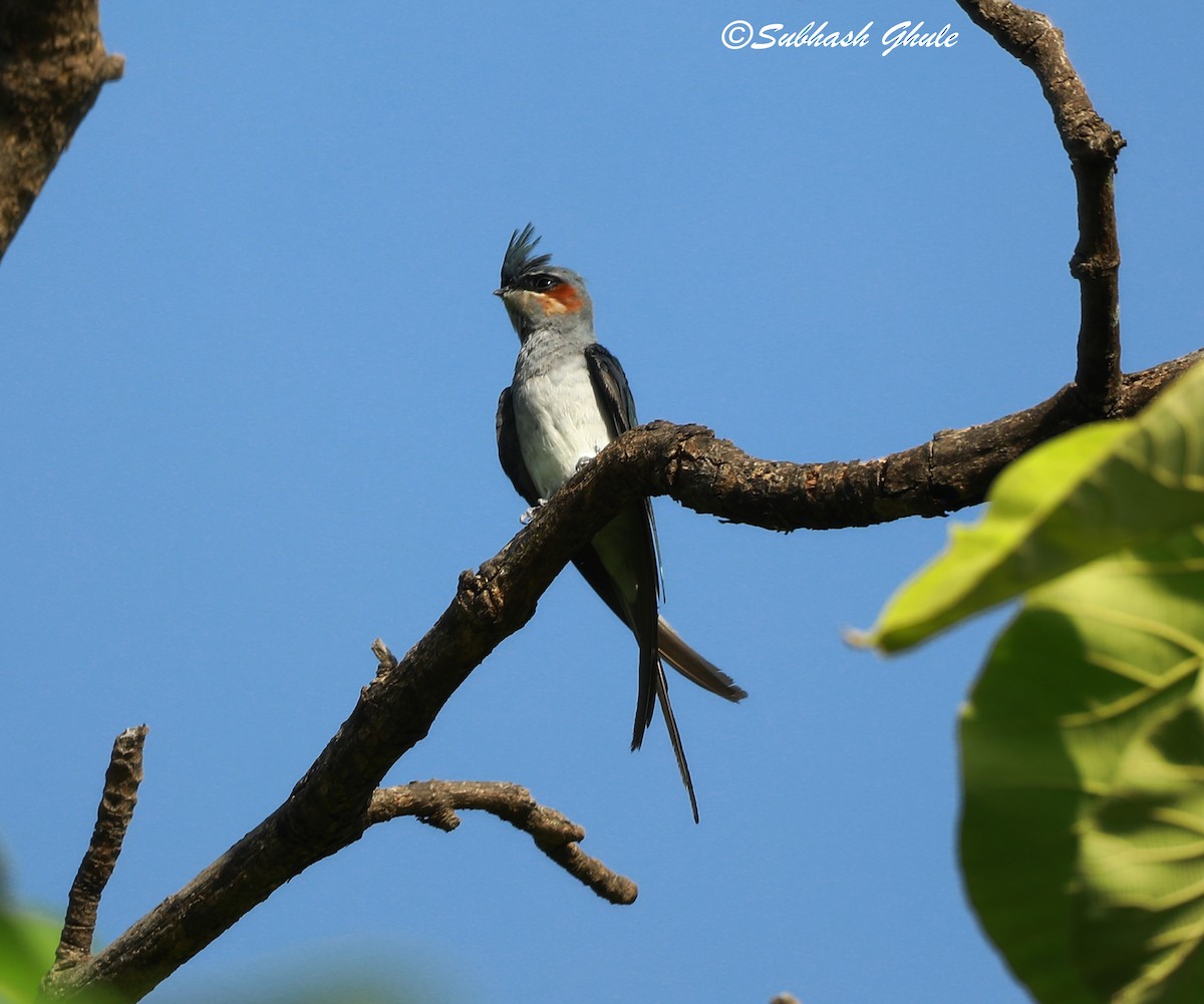 Crested Treeswift - ML620167833