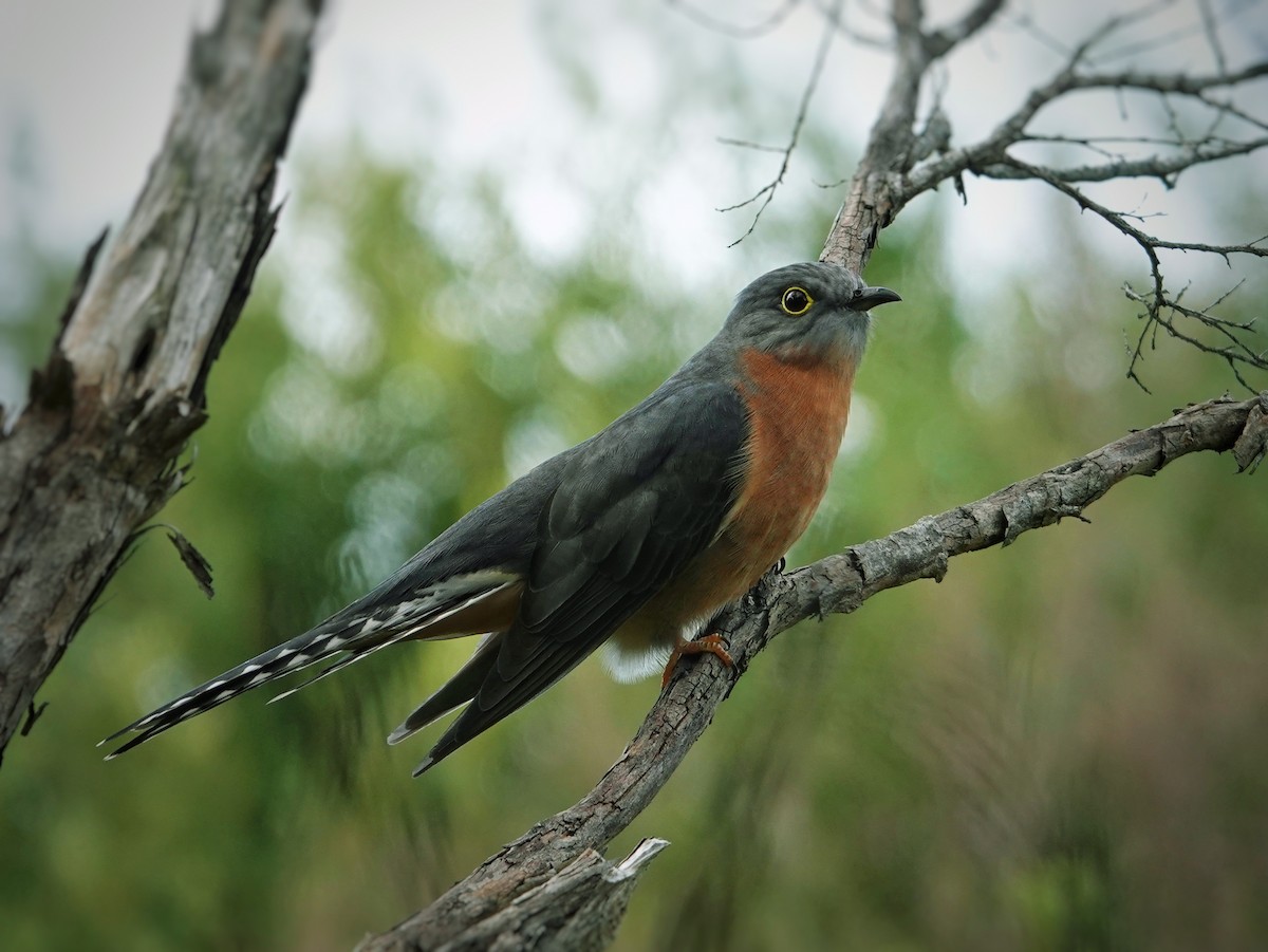 Fan-tailed Cuckoo - ML620167837