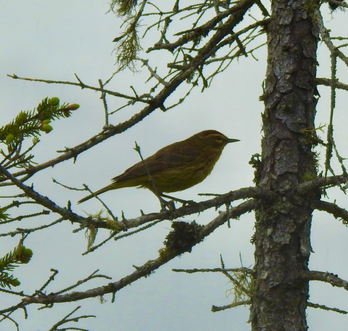 Paruline à couronne rousse - ML620167838