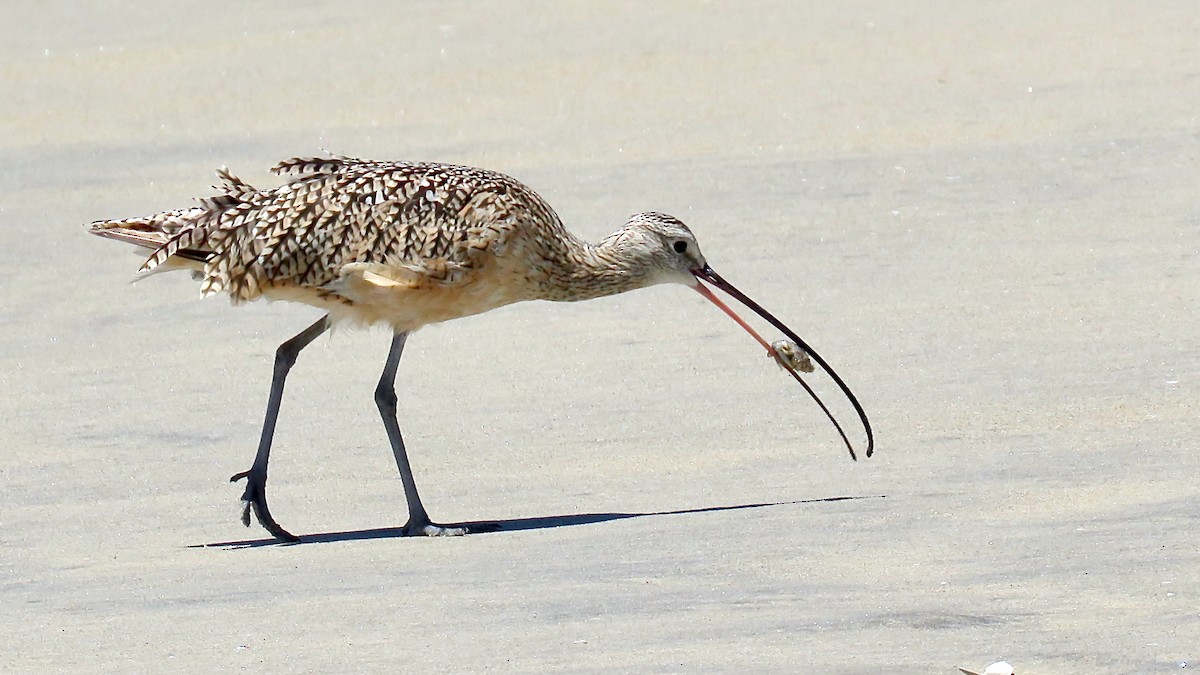 Long-billed Curlew - ML620167842