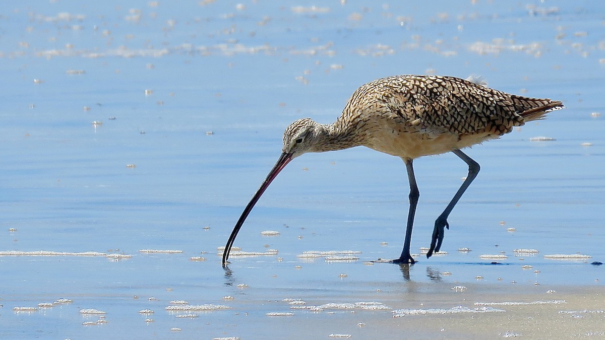 Long-billed Curlew - ML620167843