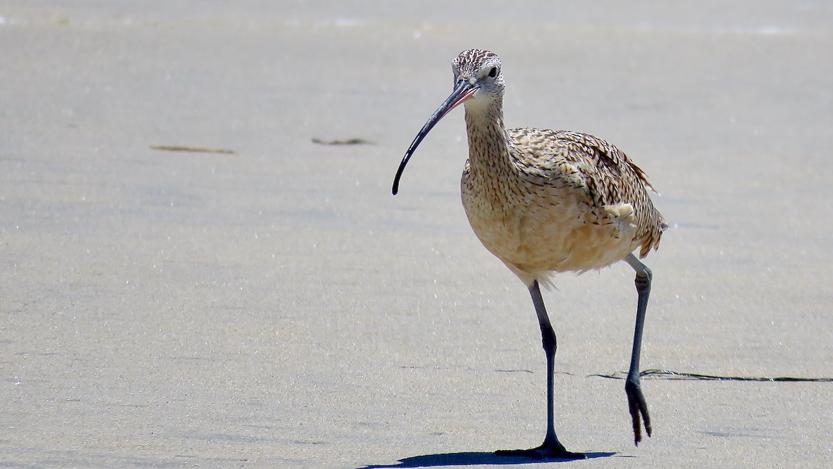 Long-billed Curlew - ML620167844