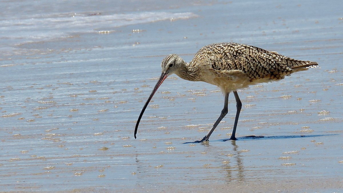 Long-billed Curlew - ML620167845