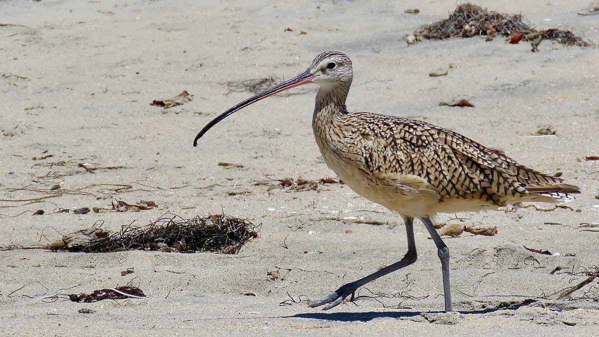 Long-billed Curlew - ML620167846