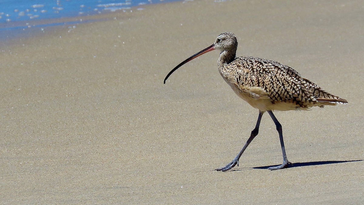 Long-billed Curlew - ML620167847