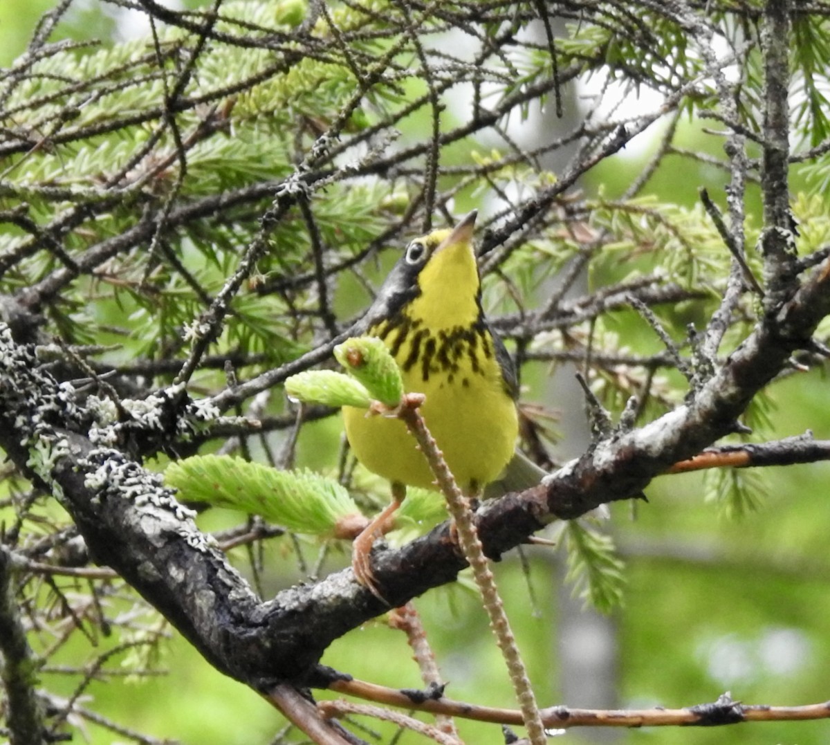 Canada Warbler - ML620167848