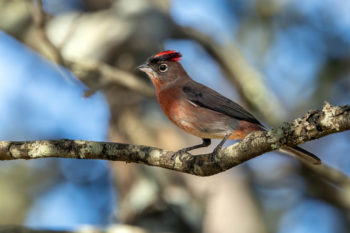 Red-crested Finch - ML620167855