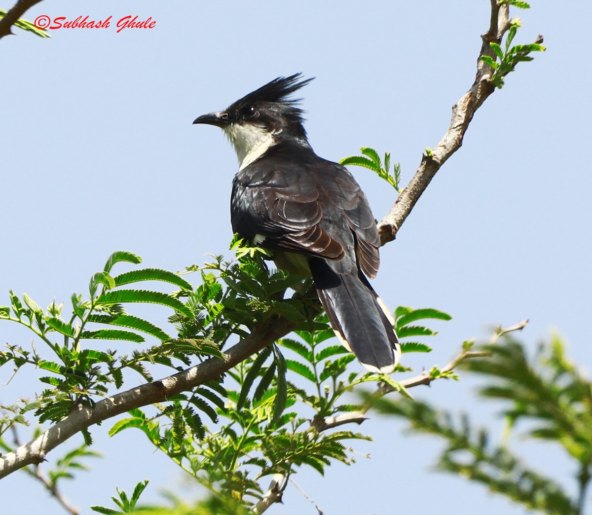 Pied Cuckoo - ML620167863