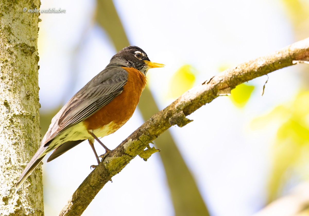 American Robin - ML620167866