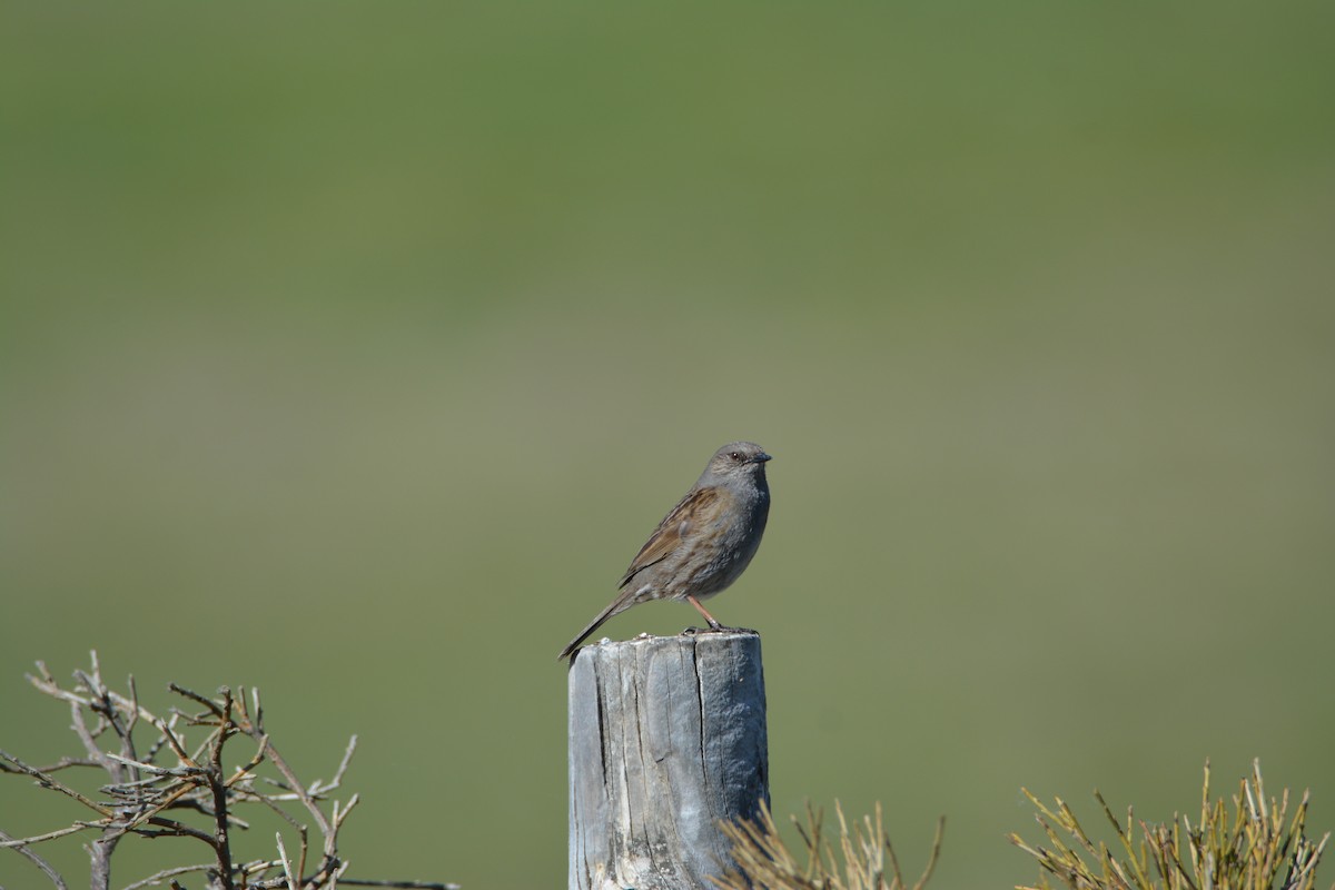 Dunnock - ML620167868