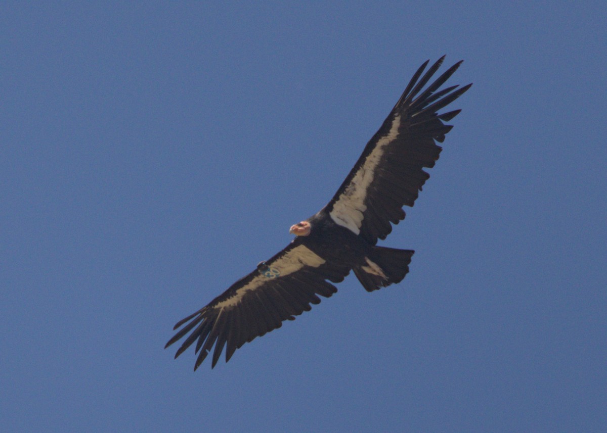 California Condor - ML620167876