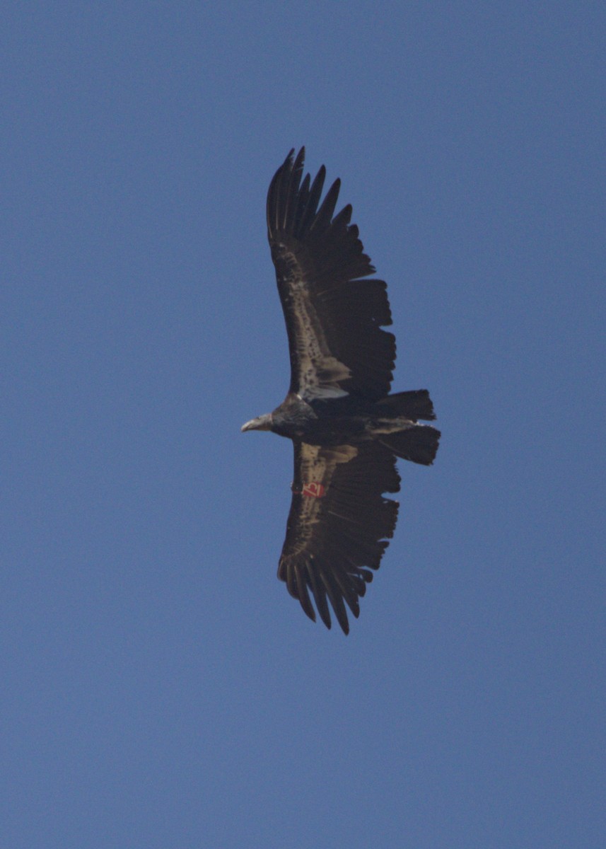 California Condor - ML620167877