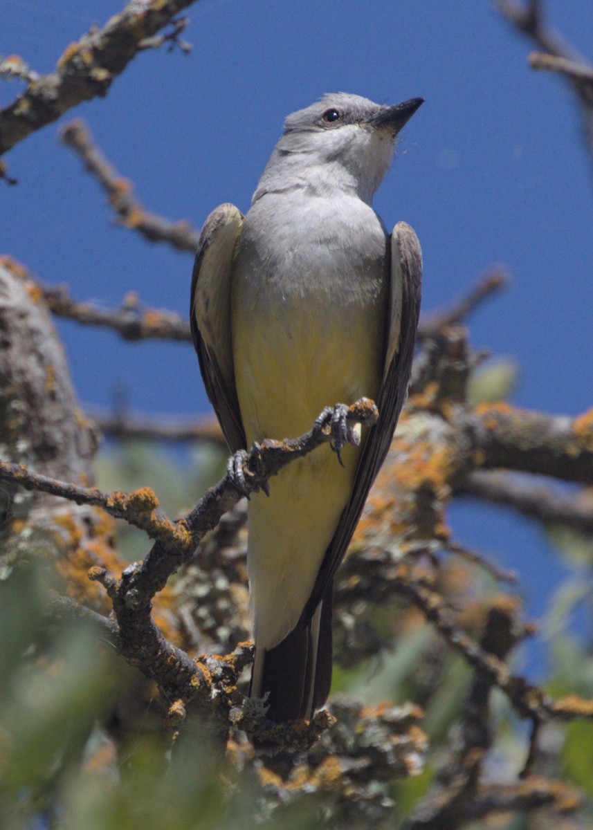 Western Kingbird - ML620167884