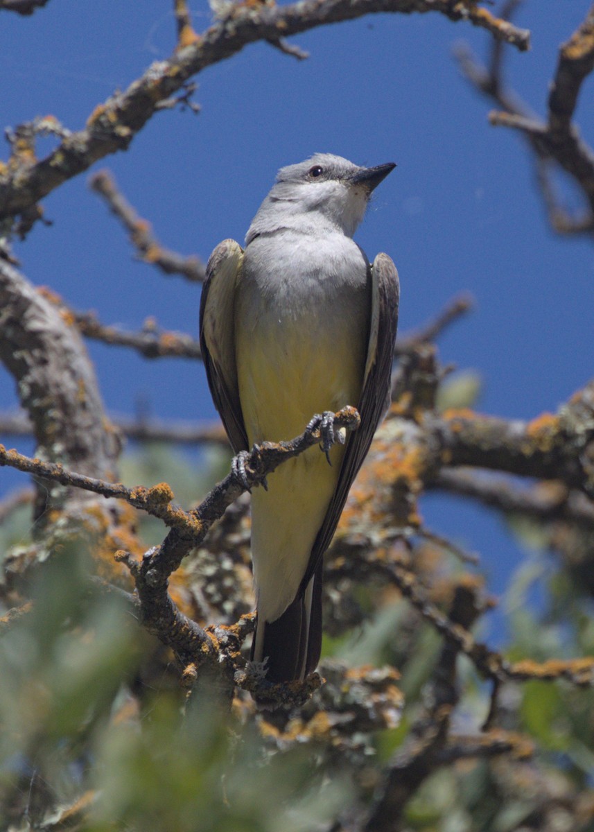 Schmalschnabel-Königstyrann - ML620167885