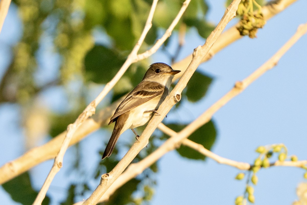 Willow Flycatcher - ML620167887