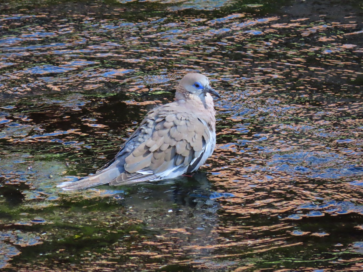 Peru Kumrusu - ML620167896