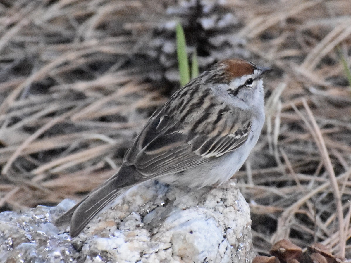 Chipping Sparrow - ML620167906