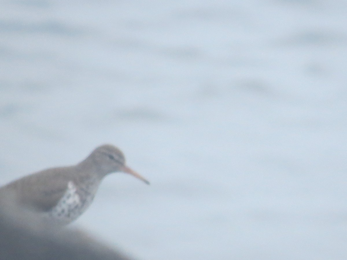 Spotted Sandpiper - ML620167909